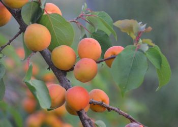 Green Living: Eco-Friendly Home Ideas for Sustainable Living