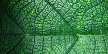 Unlocking the Power of Green Technology: Saving the Environment and Your Wallet