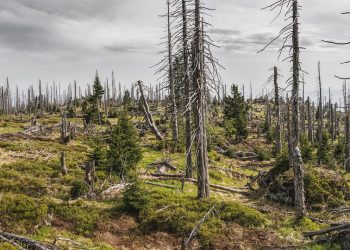 Earth’s Last Stand: The Devastating Link Between Deforestation and Climate Change
