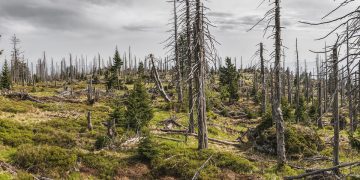 Earth’s Last Stand: The Devastating Link Between Deforestation and Climate Change
