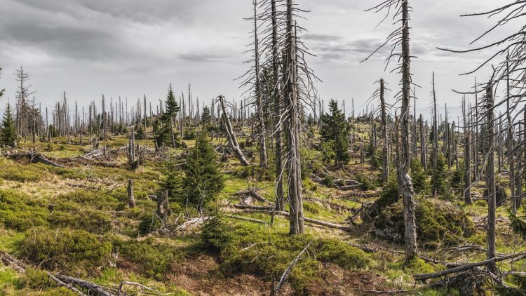 Earth’s Last Stand: The Devastating Link Between Deforestation and Climate Change