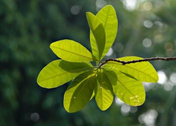 Building a Sustainable Tomorrow: The Future of Green Architecture