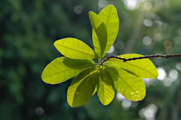 Building a Sustainable Tomorrow: The Future of Green Architecture