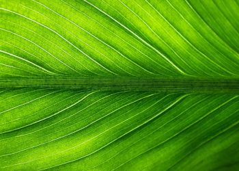 The Future is Green: Eco-Friendly Innovations Revolutionizing 2025
