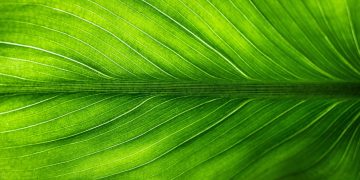 The Future is Green: Eco-Friendly Innovations Revolutionizing 2025