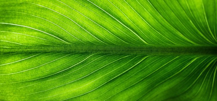 The Future is Green: Eco-Friendly Innovations Revolutionizing 2025