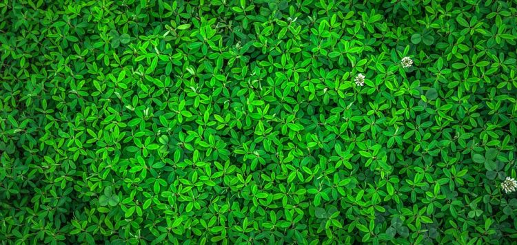 The Ultimate Guide to Energy-Saving Appliances: Top Picks for a Greener Home