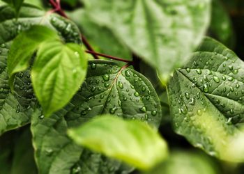 Driving Towards a Greener Future: The Impact of Electric Cars on the Environment