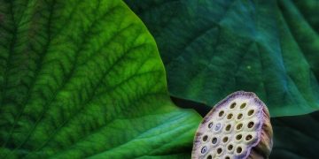 Building a Greener Future: How Smart Homes are Revolutionizing Sustainability