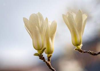 The Plastic Predicament: Uncovering the Hidden Environmental Impact