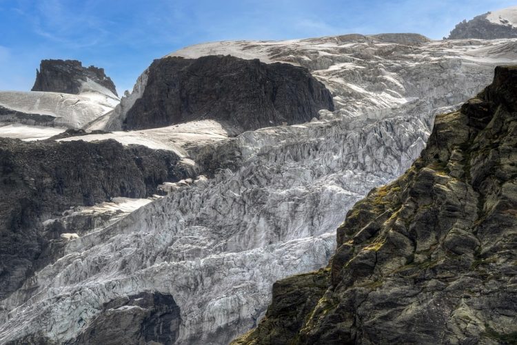 Facing the Heat: How Global Warming is Endangering Wildlife Worldwide