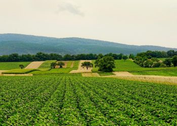 Easy Eco-Friendly Living: 10 Simple Tips for a Sustainable Lifestyle