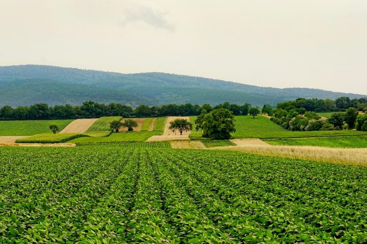 Easy Eco-Friendly Living: 10 Simple Tips for a Sustainable Lifestyle