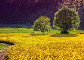 7 Simple Steps to Living Sustainably and Saving the Planet