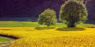 7 Simple Steps to Living Sustainably and Saving the Planet