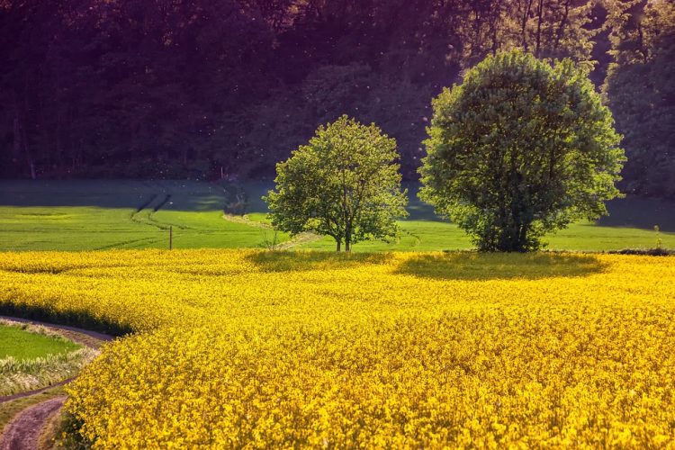 7 Simple Steps to Living Sustainably and Saving the Planet