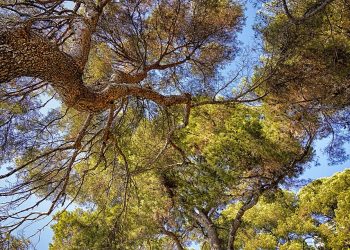 The Sustainable Life: Tips and Strategies for Living Green and Thriving