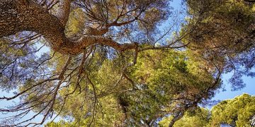 The Sustainable Life: Tips and Strategies for Living Green and Thriving