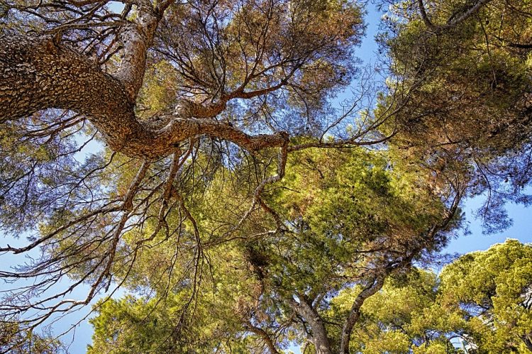 The Sustainable Life: Tips and Strategies for Living Green and Thriving