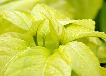 Revolutionizing Sustainability: The Latest Green Tech Trends Shaping Our Future