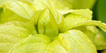 Revolutionizing Sustainability: The Latest Green Tech Trends Shaping Our Future