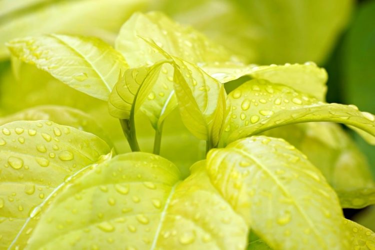 Revolutionizing Sustainability: The Latest Green Tech Trends Shaping Our Future